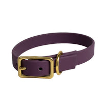 Pinot Dog Collar with a gold buckle on a light gray background