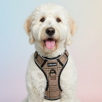 Brown houndstooth harness ad with white goldendoodle