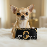 Chihuahua centered, no black frame