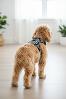 Cockapoo in Houndstooth Harness - Back View
