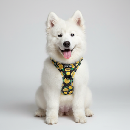 Cute white dog wearing Amalfi lemon harness