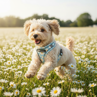 Daisy Field Ad Without Butterflies