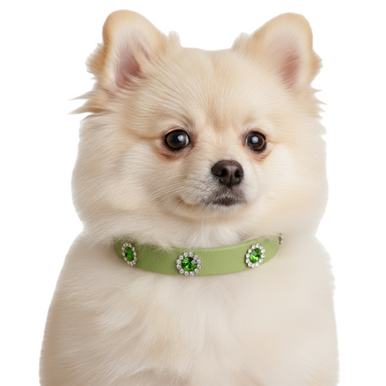 Dog wearing green jeweled collar