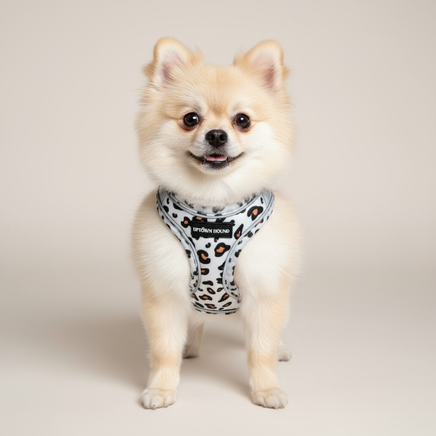 Dog wearing leopard print harness