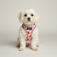 Dog wearing watermelon harness