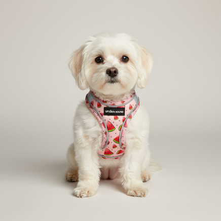 Dog wearing watermelon harness