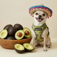 Avocado Flower Vest Harness Comfortable Padded Neoprene By Uptown Hound