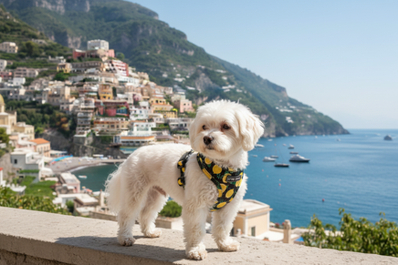 Maltese wearing Amalfi Lemon harness on the Amalfi Coast