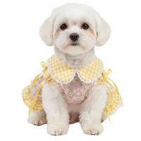 Maltese wearing yellow gingham dress