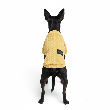 Manchester Terrier back view in gold cable-knit tee