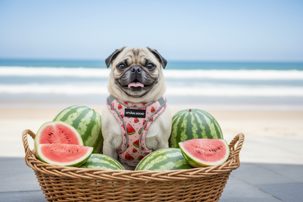 Pug wearing watermelon harness in basket of watermelons