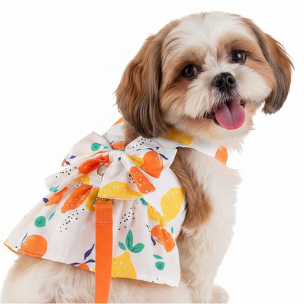 Shih Tzu back view with harness ring detail