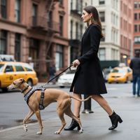 Side view of woman walking Italian Greyhound in houndstooth harness in NYC