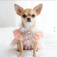 Teacup Chihuahua front view square