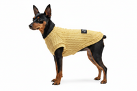 Toy Manchester Terrier side view in gold cable-knit tee