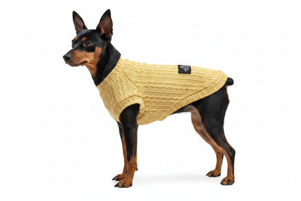 Toy Manchester Terrier side view in gold cable-knit tee