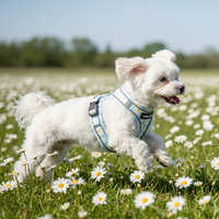 White Maltese Side View Without Butterflies