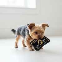 Yorkie playing with Americanine Express toy on light background