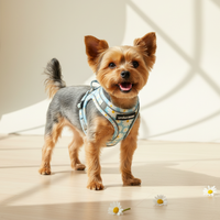 Yorkshire terrier wearing Uptown Hound daisy harness